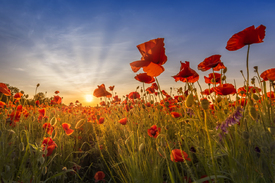 Sonnenuntergang in einem Mohnblumenfeld/12733303