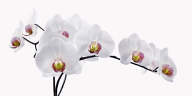 Orchidee/12735221