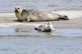 Robbenbaby /12737831