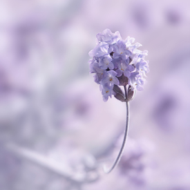Lavendel/12738550
