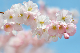 Japanische Kirschblüten/12740006