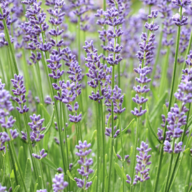 Lavendel/12740767