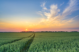 Sonnenuntergang im Weizenfeld/12741848