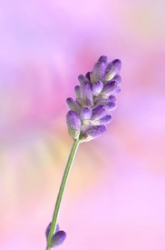 Lavendel/12747052