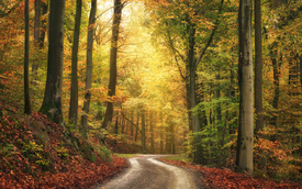Ruhige Herbstlandschaft in einem farbenfrohen Wald/12749724