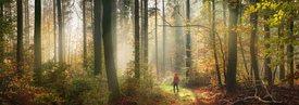 Fabelhafte neblige Landschaft im Herbstwald/12750458