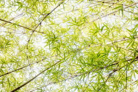 Bambusblätter/12752404
