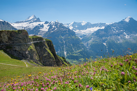 Blumenwiese Grindelwald First Berner Alpen/12754509