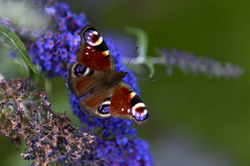 Schmetterling mit Sommerflieder/12754708