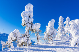 Landschaft mit Schnee im Winter in Ruka/12756610