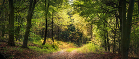 Ruhige Naturlandschaft in einem Wald im Frühherbst/12757259