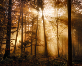 Glühendes goldenes Sonnenlicht im nebligen Wald/12757357