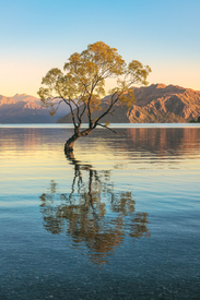Neuseeland Wanaka Tree am Morgen/12764625