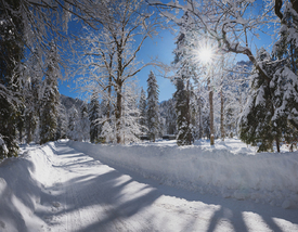 Straße im Winterwald/12773537