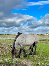 Pferd auf Juist/12774137