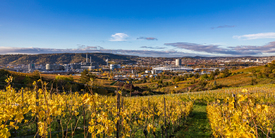 Weinberge und MHPArena  Bad Cannstatt - Stuttgart/12774468