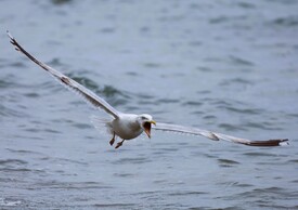 Schreiende Möwe/12789768