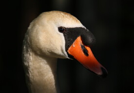 Schwan Porträt/12790867