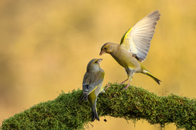 Grünfinken - echte Fotografie -/12798600