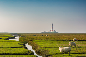 Frühdunst am Westerhever Leuchtturm/12800799