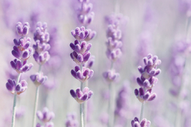 Lavendel/12802901