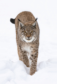 Luchs im Schnee/12804089