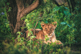Namibia Löwen Baby im Etosha Nationalpark /12804148