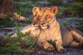 Namibia Löwinnen im Etosha Nationalpark/12804152