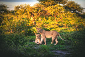 Namibia Etosha Nationalpark mit Löwinnen/12804153
