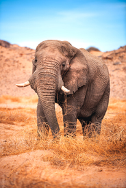 Namibia Wüsten Elefant Patriarch/12804154