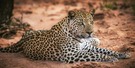 Namibia Leopard in Okonjima/12804157