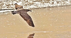 junge Möwe im Flug am Strand/12813388