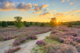 In der Westruper Heide bei Sonnenuntergang/12815473