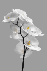 Orchideee/12815565