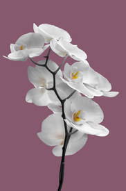 Orchidee/12815566