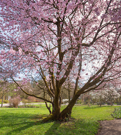 Kirschbaum im Park/12818018