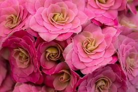 Kalanchoe blossfeldiana in rosa/12818512