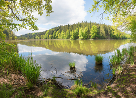 Frühling am Weiher/12818777