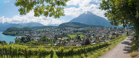 Aussicht vom Rebberg auf Spiez Berner Oberland/12818872