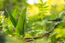 Maiglöckchen im Früling Wald/12818976