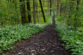 Bärlauchwald/12819206