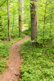 Waldweg im Frühling Hochformat/12819325