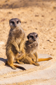 Zwei Erdmännchen /12821382