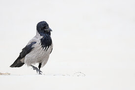 Nebelkrähe/12830221