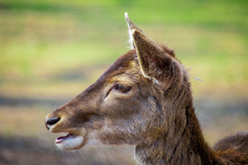 Damwild Momente/12832727