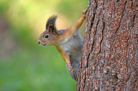 Eichhörnchen/12833047