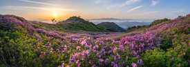 Azaleenblüte in Südkorea/12833177
