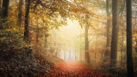 Ruhige Herbstlandschaft in einem nebligen Wald/12845380