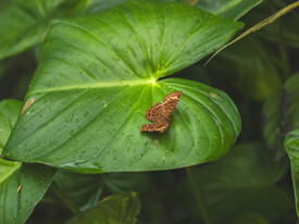 Schmetterling auf großem Blatt/12850097