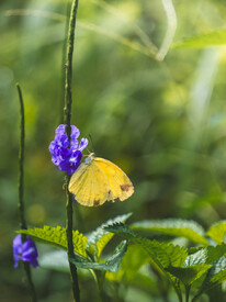 Tropischer Schmetterling sitzt auf lila Blume/12850101